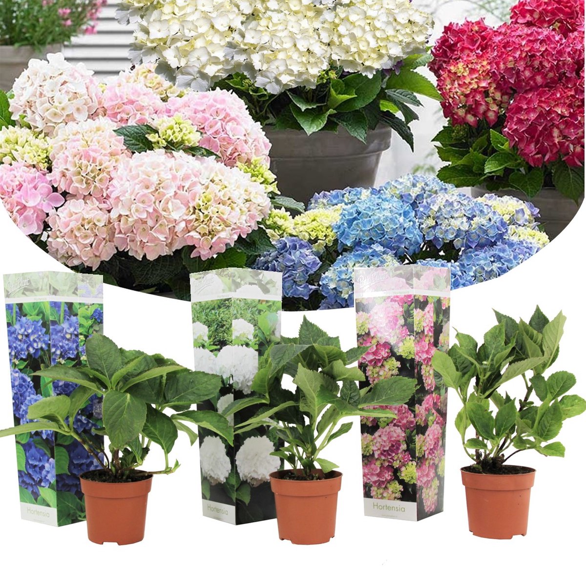 Bloeitijd lavendel: wanneer bloeit hij en hoe verleng je de bloeitijd Bloeitijd lavendel: wanneer bloeit hij en hoe verleng je de bloeitijd