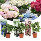 Plant in a Box - Mix van 3 Boerenhortensia's - Hydrangea 'Early Blue', 'Early Pink', 'Wudu' - Pot ⌀9cm - Hoogte ↕ 25-40cm - Winterhard - Tuinaplant - Hortensia - Struik