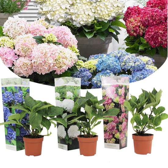 Foto: Plant in a box mix van 3 hydrangea macroph hortensia mix pot 9cm hoogte 25 40cm