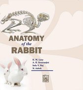 Anatomy Of The Rabbit