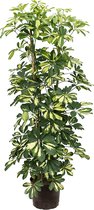 Schefflera gold capella 4pp hydrocultuur plant