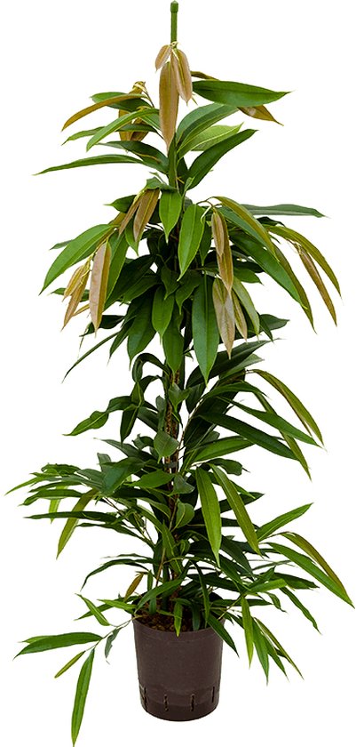 Foto: Ficus amstel king toef s hydrocultuur plant