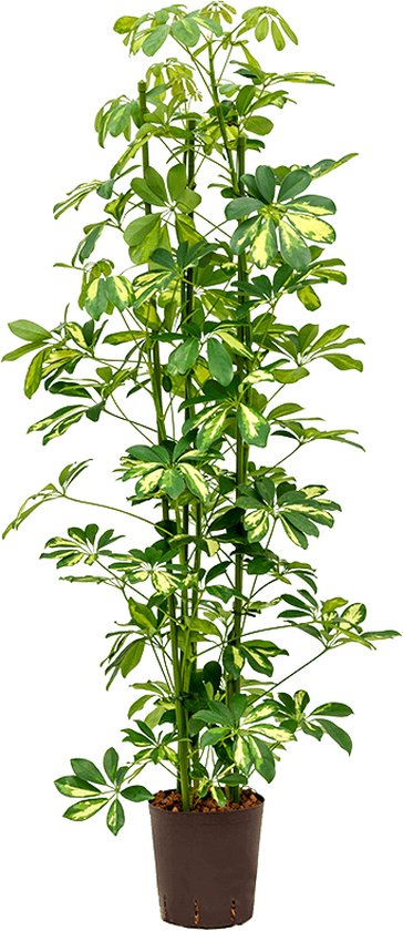 Foto: Schefflera gold capella 3pp hydrocultuur plant