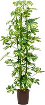 Schefflera gold capella 3pp hydrocultuur plant