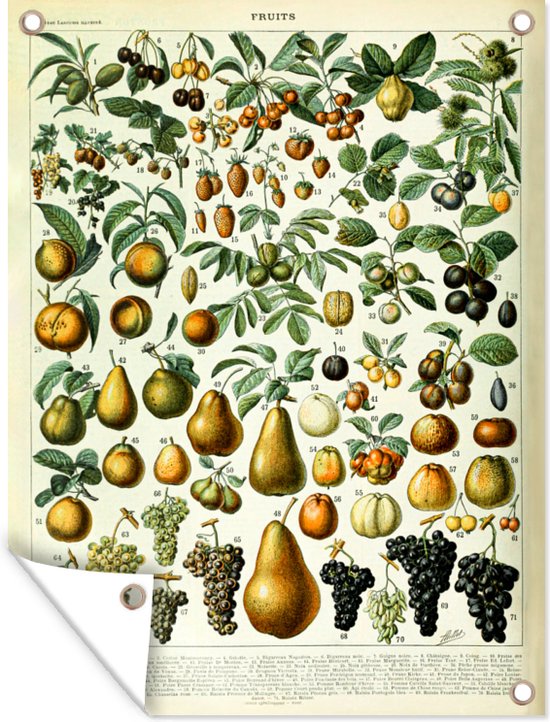 Affiche de jardin Fruit - Poire - Raisin - 90x120 cm
