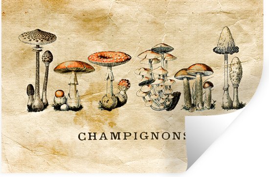 Stickers muraux - Champignon - Automne - Vintage - 120x80 cm - Feuille adhésive