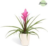 Breasy Bromelia Tillandsia Antonio in witte keramieken sierpot | tropisch bloeiende kamerplant| 1 stuks | Ø13cm |  35-50 cm