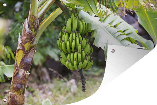 Tuinposter 120x80 cm - Tuindecoratie Banaan - Plant - Boom - Poster voor in de tuin - Buiten decoratie - Schutting tuinschilderij - Tuindoek muurdecoratie - Wanddecoratie balkondoek