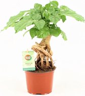 Kamerplant van Botanicly – China Doll plant – Hoogte: 25 cm – Radermachera sinica