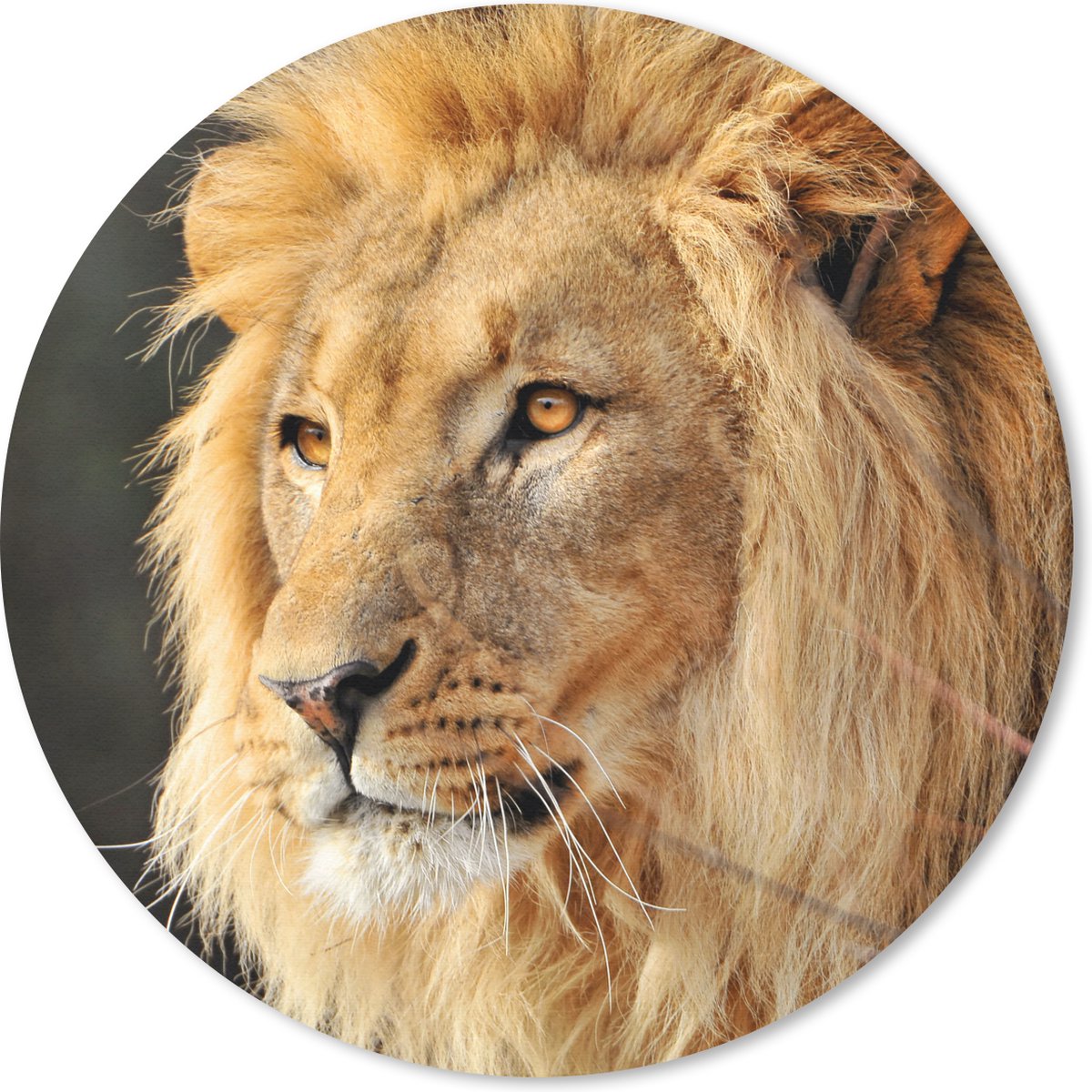 Muismat rond 20x20 cm - Mousepad Leeuw - Profiel - Jacht - Ronde muismatten