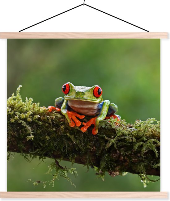 Porte-affiche avec affiche - Affiche scolaire - Grenouille aux yeux rouges sur une branche couverte - 40x40 cm - Lattes transparentes