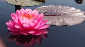 Waterlelie Nymphaea Celebration (roze middelgrote waterlelie) -vijverklaar opgeplant in een mand van 19 x 19 cm - Lang bloeiende, dubbelbloemige, roze waterlelie - Vijverplant - Vijverplanten Webshop