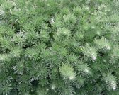 12x Alsem (Artemisia schmidtiana 'Nana') - P9 pot (9x9)