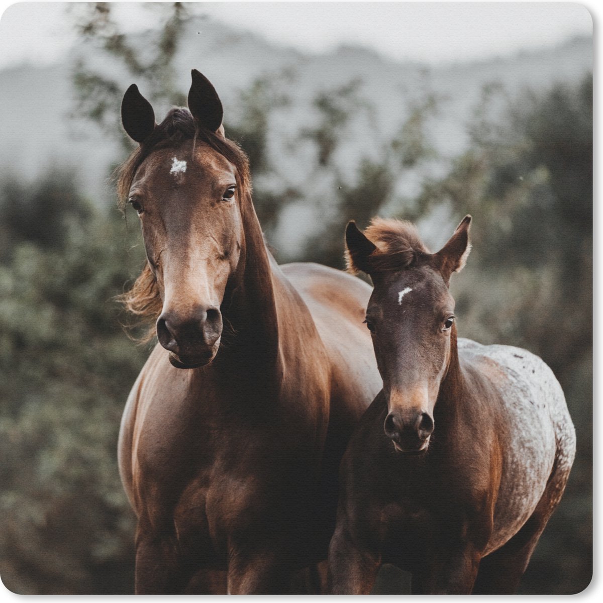Muismat 30x30 cm - Mousepad Paard - Veulen - Natuur - Muismatten