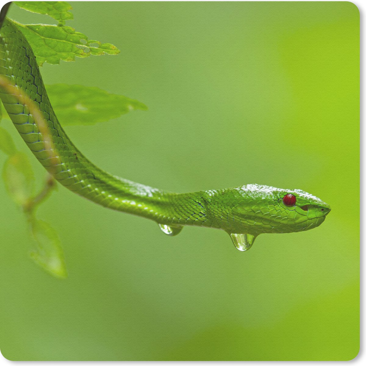Muismat 30x30 cm - Mousepad Groene slang van dichtbij - Muismatten