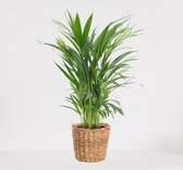 Areca in luxe siermand Amber Grof – luchtzuiverende kamerplant – eenvoudig te onderhouden Goudpalm - ↕55-70cm - Ø18 – geleverd met plantenpot – vers uit de kwekerij