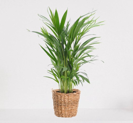 Areca in luxe siermand Amber Grof – luchtzuiverende kamerplant – eenvoudig te onderhouden Goudpalm - ↕55-70cm - Ø18 – geleverd met plantenpot – vers uit de kwekerij