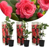 Plant in a Box - Camellia Japonica Rood - Set van 3 - Japanse Rozen - Pot 9cm - Hoogte 25-40cm
