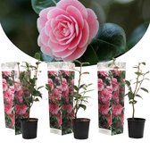 Plant in a Box - Camellia Japonica Roze - Set van 3 - Japanse Rozen - Pot 9cm - Hoogte 25-40cm