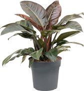 Kamerplant van Botanicly – Philodendron Imperial Red – Hoogte: 50 cm