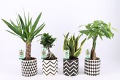 Kamerplanten van Botanicly – 4 × Amazone Mix – Hoogte: 30 cm