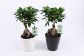 Bonsai van Botanicly – 2 × Ficus ginseng Bonsai – Hoogte: 30 cm
