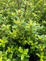 Ilex Crenata Ilex Crenata Ilex CrenataIlex Crenata Ilex Crenata Ilex Crenata Ilex Crenata Ilex Crenata Ilex Crenata  Ilex Crenata Ilex Crenata Ilex CrenataIlex Crenata Ilex Crenata Ilex Crena