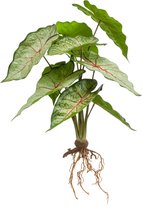 Kunstplant Caladium - Polyester - Groen - 35 cm hoog