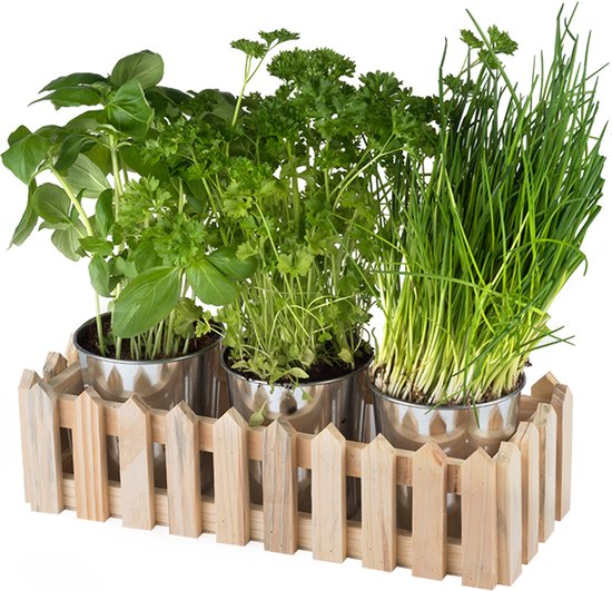 Pots à herbes Chefarone - Herbes de Cuisine - Jardin d'herbes aromatiques -  Pots de