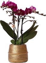 Kolibri Orchids | Paarse phalaenopsis orchidee - Morelia + Groove sierpot goud - potmaat Ø9cm - 40cm hoog | bloeiende kamerplant - vers van de kweker