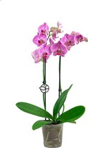 Phalaenopsis roze | Orchidee