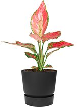 Aglaonema Cherry Baby in Elho Greenville zwart | Chinese Evergreen