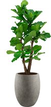 Ficus Lyrata vertakt in Grigio Tall Balloon grijs | Vioolbladplant / Tabaksplant