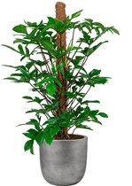 Philodendron Pedatum in Lux Retro Egg zilver | Philodendron