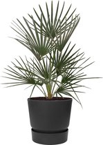 Chamaerops Humilis in Elho Greenville zwart | Europese dwergpalm