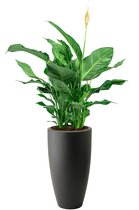 Spathiphyllum in Pure Soft antraciet | Lepelplant