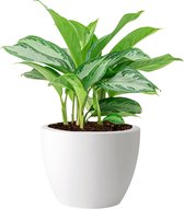 Aglaonema Silver Bay in Elho Pure Soft wit | Chinese Evergreen