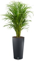 Areca Lutescens in watergevende Cilindro antraciet | Goudpalm