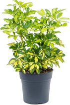 Schefflera Arboricola Gold Capella | Vingerplant
