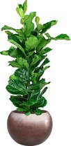 Ficus Lyrata in Metallic Globe coffee | Vioolbladplant / Tabaksplant