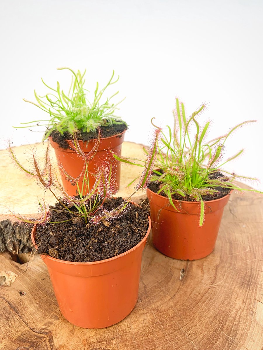 Zonnedauw Mix - 3 stuks | Ø 9 cm - Hoogte 10-20 cm | Indrukwekkend & Stijlvol | Hét perfecte cadeau