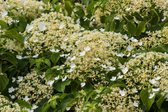 Hydrangea petiolaris 70- 80cm - 2 stuks - klimhortensia - grote witte bloemen - 2 liter pot