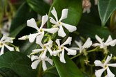Trachelospermum jasminoides 70- 80cm - 2 stuks - Toscaanse jasmijn - witte stervormige bloemen - 2 liter pot -
