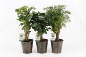 Kamerplanten van Botanicly – 3 × Polyscias – Hoogte: 35 cm – Polyscias