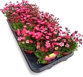 Saxifraga rood | tray met 8 kwekerspotten (Ø12cm)