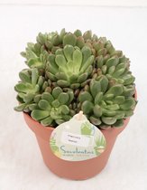 Kamerplant van Botanicly – Graptoveria Bashfull – Hoogte: 20 cm