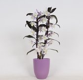 Orchideeën van Botanicly – 3 × Bamboe Orchidee – Hoogte: 45 cm, 2 takken – Dendrobium Make Upz Purple