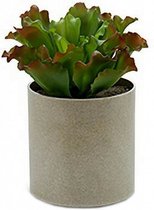 kunstplant krulblad in pot 20 x 25 cm groen/rood