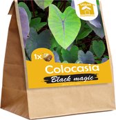 Colocasia Black Magic per 1