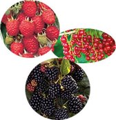 Fruitpakket - Rode Bes | Framboos | Braam | 3 struiken | fruit planten | fruit plukken Winterhard - Pot ⌀9cm - Hoogte ↕ 25-35cm - Het hele jaar planten